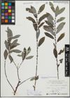 Foto von Salix myrsinifolia Salisb. x Salix purpurea L.